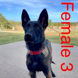 Belgian Malinois Puppies from Vandergriff Malinois