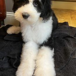 Sheepadoodle Puppies from Narrow Path Puppies