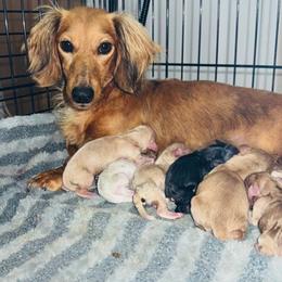 Myra - Dachshund