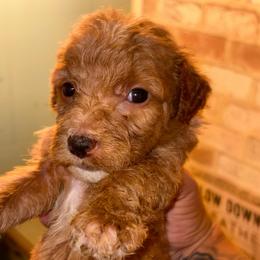 Girl 2 - Apricot female Goldendoodle puppy in Holly, Colorado from Vida’s Loving Doodles