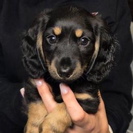 Black and Tan Male - Black and tan male Dachshund puppy in Lenoir, North Carolina from Yadkindale Kennel