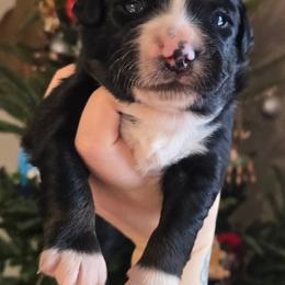 Blizzard - Black tri male Miniature Australian Shepherd puppy in Danville, Indiana from Wingler Acres Mini Aussies
