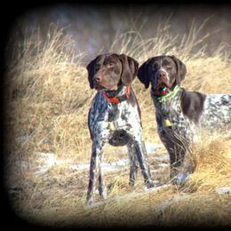 German Shorthaired Pointer Puppies from Keystone Gun Dogs/vom Schlussstein Shorthairs