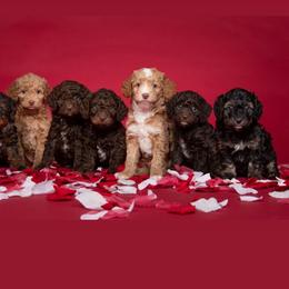 Goldendoodle Puppies from Pink Poodles and Doodles