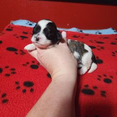 Spritz - Brown and white female Shichon puppy in Imperial, Missouri from Shichon Teddybear  puppies of Miss