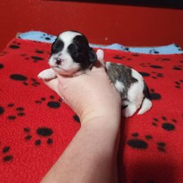 Spritz - Brown and white female Shichon puppy in Imperial, Missouri from Shichon Teddybear  puppies of Miss