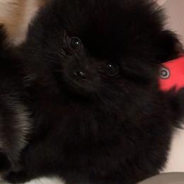 Tip - Black female Pomeranian puppy in Jackson, Tennessee from Little House Pomeranians