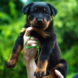 Plague - Black and rust male Beauceron puppy in Medina, Ohio from Beaucerons Des Vents