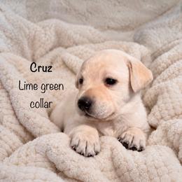 Cruz - Yellow male Labrador Retriever puppy in Camp Verde, Arizona from Cecil's Arizona Labradors