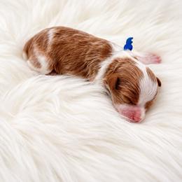 Applejack - Blenheim male Cavapoo puppy in Cedar City, Utah from Cedar Sprout Puppies