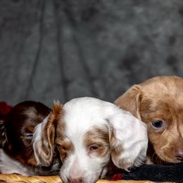 Dachshunds from Muddy Clyde