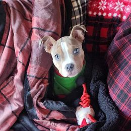 American Bully Puppies from Night Court Bullies