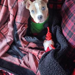 American Bully Puppies from Night Court Bullies