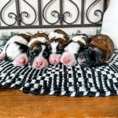 Aussiedoodle, Goldendoodle, Poodle, Saint Berdoodle, Saint Bernard, and Sheepadoodle Puppies from Rocky Ridge Ranch