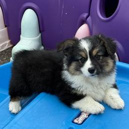Venture-(Fluffy, Triple Clear) - Black and tan female Pembroke Welsh Corgi puppy in Scottown, Ohio from Wyndy Ridge Corgis