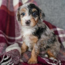 Sitka - Merle female Bernedoodle puppy in Dundee, Ohio from Down Home Doodle