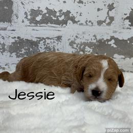 Girl 1 - Red  female Goldendoodle puppy in Nortonville, Kentucky from Deb’s KY Doodles