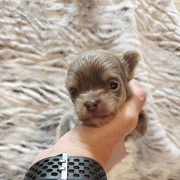 Lilac and tan - Silver female Chihuahua puppy in Richmond, Virginia from Breens