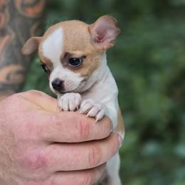 Lolita - Fawn and white female Chihuahua puppy in East Camden, Arkansas from RoyAl