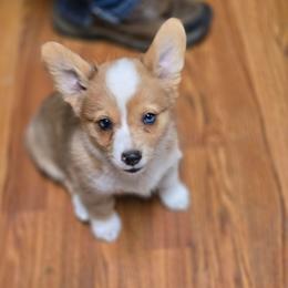 CKC Red Merle Female - Red merle and white female American Corgi puppy in Clovis, New Mexico from Sweet & Salty Cowdogs