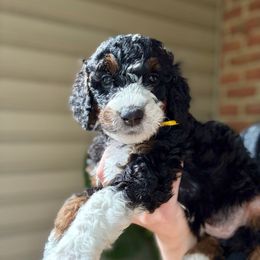 Muffin - Tri-color female Bernedoodle puppy in Denver, Pennsylvania from Greenview Puppies