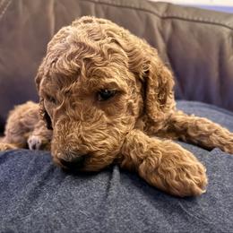 Angelica - yellow collar - Cream female Goldendoodle puppy in Puyallup, Washington from Dawnie’s Doodles