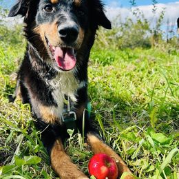 Miniature Australian Shepherd and Toy Australian Shepherd Puppies from Loyal Litters Toy Australian Shepherds