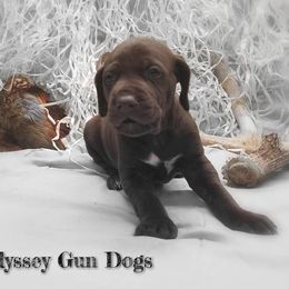 Chesapeake Bay Retriever and German Shorthaired Pointer Puppies from Northern Odyssey Gun Dogs