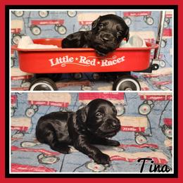 Tina - Black female Schnoodle puppy in Lebanon, Missouri from Cedar Glades Canines