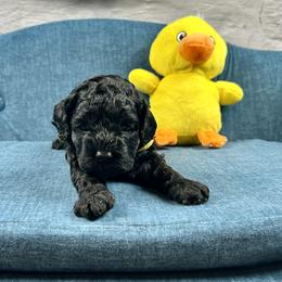 Janice - Black female Cockapoo puppy in Lancaster, Missouri from Cavapoo Acres