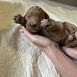 Girl 4 - Goldendoodle puppy in Mississippi from Beck's Doodles