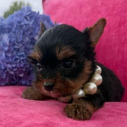 Girl 2 - Black and gold female Yorkshire Terrier puppy in Taylorsville, North Carolina from SilverLining highlands and hounds