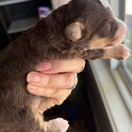 Brown tri female - Tri-color female Bernedoodle puppy in Lincoln, Nebraska from GRand Doodles