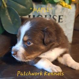 MAPLE - Red tri-color female Australian Shepherd puppy in Salem, Arkansas from Patchwork Kennels
