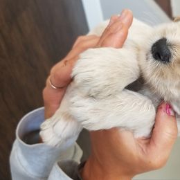 Goldendoodle Puppies from Masondixondoodles