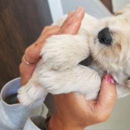 Goldendoodle Puppies from Masondixondoodles