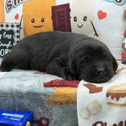 Yellow - Black male Labrador Retriever puppy in Heath Springs, South Carolina from Rich Hill Retrievers