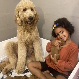 Goldendoodle Puppies from Joe and Dogs