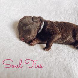 Soul Ties - Chocolate male Goldendoodle puppy in Middletown, Ohio from Lady Doodle Farm