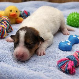 Tim - White male Collie puppy in Carencro, Louisiana from Cajun Bayou's Collies LLC
