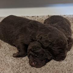 Chesapeake Bay Retrievers and Wire Fox Terriers from MadFox