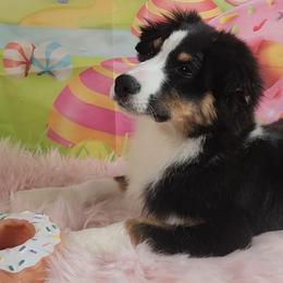 Lilly - Black tri-color female Australian Shepherd puppy in Waddell, Arizona from Winsome Aussies