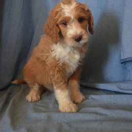 Australian Labradoodle Puppies from Rocky Mountain Labradoodles