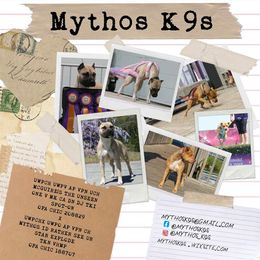 American Pit Bull Terrier puppies from Mythos K9s