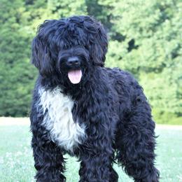 Meeko - Portuguese Water Dog