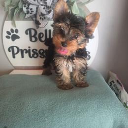 Dolph - Black and tan male Yorkshire Terrier puppy in Clermont, Florida from Bella's Prissy Butts