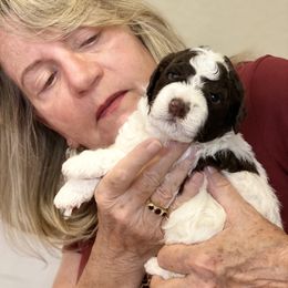 Lagotto Romagnolo Puppies from Anna’s Lagottos