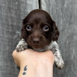 Allen Hummingbird - Boy 3 - Chocolate male Dachshund puppy in Corbin, Kentucky from Steele Half Acre Homestead