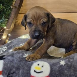 Rogue - Lt whtn blk nose male Rhodesian Ridgeback puppy in Gaffney, South Carolina from Circle D Farms