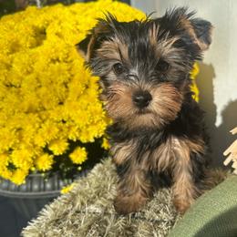 Casper - Black and tan male Yorkshire Terrier puppy in South Coffeyville, Oklahoma from Nicki's Yorkies